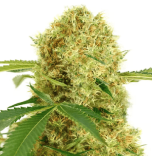 1642080920525.png 1642080920525.png