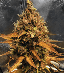 1642081083762.png 1642081083762.png