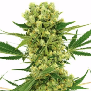 1642081241914.png 1642081241914.png