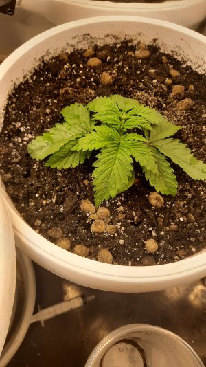 20211128_193105.jpg 20211128_193105.jpg