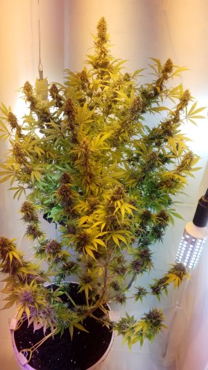 20220115_200250-min.jpg 20220115_200250-min.jpg