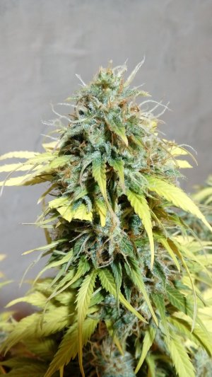 20220115_192951-min.jpg 20220115_192951-min.jpg