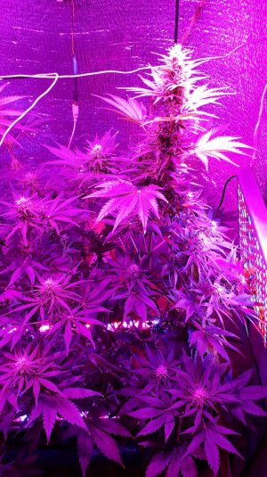 devotchka-auto-doctors-choise__u0QcfycaNXrDDu11.jpg devotchka-auto-doctors-choise__u0QcfycaNXrDDu11.jpg