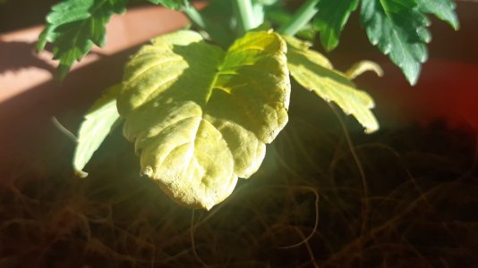 IMG_20220116_175816_090.jpg IMG_20220116_175816_090.jpg