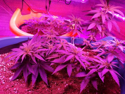 super-lemon-haze-fem-Semyanich__olFRGEz0cM1XtT9M.jpg super-lemon-haze-fem-Semyanich__olFRGEz0cM1XtT9M.jpg