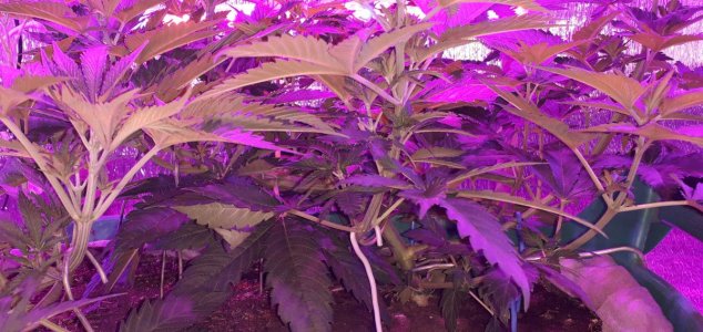 gorilla-glue-4-fem-anesia-seeds__cMlalicp0DfPuGma.jpg gorilla-glue-4-fem-anesia-seeds__cMlalicp0DfPuGma.jpg