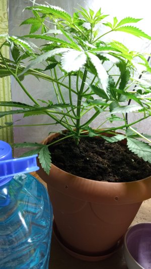 IMG_20220119_084440.jpg IMG_20220119_084440.jpg