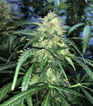 Auto-New-York-City-marijuana__6HeyueXBuokT14xv.jpg