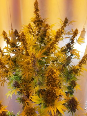 20220122_195558.jpg 20220122_195558.jpg