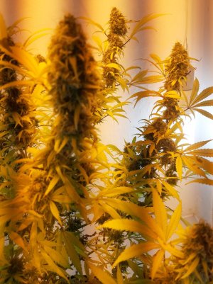 20220122_201911.jpg 20220122_201911.jpg