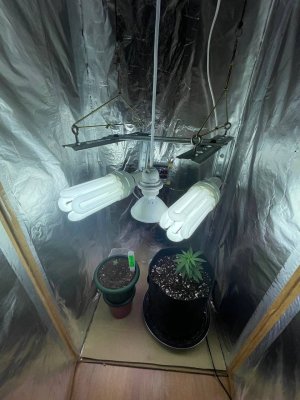 95F1586C-F5B4-4F79-8BC5-CA2DF2386E8E.jpeg 95F1586C-F5B4-4F79-8BC5-CA2DF2386E8E.jpeg