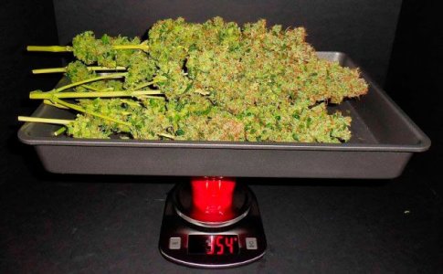 Урожайность куста конопли Урожайность куста конопли