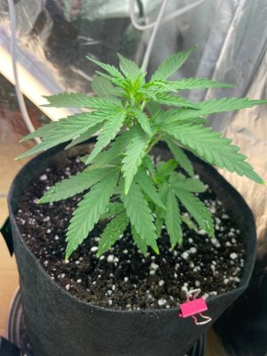 089F0DA2-DDD2-4DCB-9917-C8144A1942BE.jpeg 089F0DA2-DDD2-4DCB-9917-C8144A1942BE.jpeg