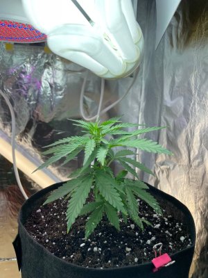 5A3CECC7-F938-41B5-B99F-3969EC615BE8.jpeg 5A3CECC7-F938-41B5-B99F-3969EC615BE8.jpeg