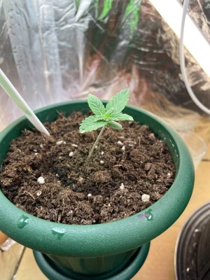 2AB304CA-4C37-4068-8578-67416F741953.jpeg 2AB304CA-4C37-4068-8578-67416F741953.jpeg