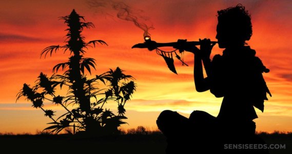 cannabis-history-how-cannabis-came-to-america-1024x540.jpg cannabis-history-how-cannabis-came-to-america-1024x540.jpg