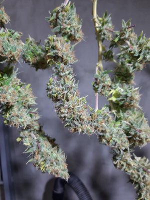 20220130_171625.jpg 20220130_171625.jpg