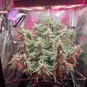 1699088643364.png 1699088643364.png