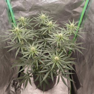 IMG20231110131018.jpg IMG20231110131018.jpg