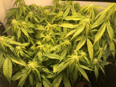 IMG_5029.jpeg IMG_5029.jpeg