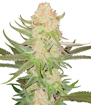 1699980785039.png 1699980785039.png