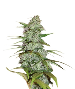 1699980790290.png 1699980790290.png