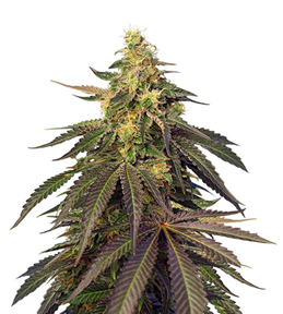 1699980794307.png 1699980794307.png