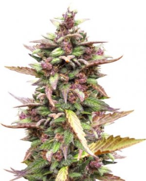 Blackberry Auto.jpg Blackberry Auto.jpg