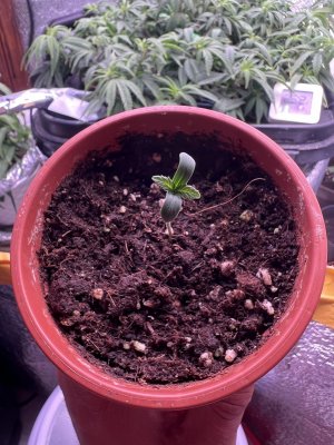 IMG_3522.jpeg IMG_3522.jpeg