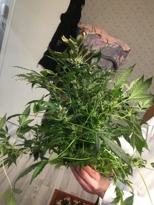 D07D6D42-2A31-4491-A125-2696DE5D70F9.jpeg D07D6D42-2A31-4491-A125-2696DE5D70F9.jpeg