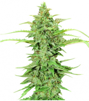 1700413596424.png 1700413596424.png