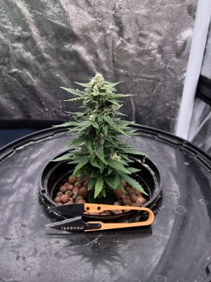 IMG_6780.JPG IMG_6780.JPG