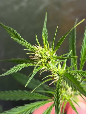 photo_3_2023-11-20_19-23-08.jpg photo_3_2023-11-20_19-23-08.jpg