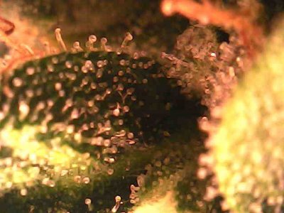 photo_2023-11-24_21-59-14.jpg photo_2023-11-24_21-59-14.jpg