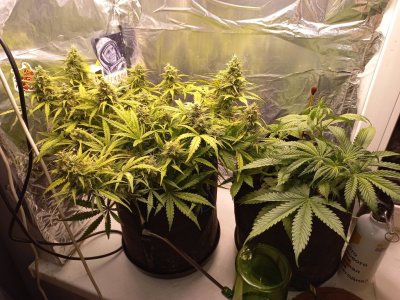 20231124_212515.jpg 20231124_212515.jpg