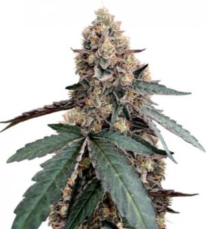 Runtz Muffin.jpg Runtz Muffin.jpg