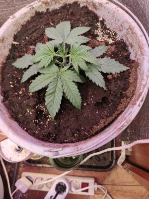 1701369471052..jpg 1701369471052..jpg