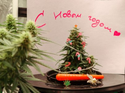 ёлка.jpg ёлка.jpg