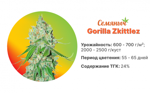 Gorilla Zkittlez Gorilla Zkittlez