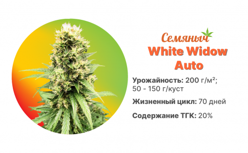 White Widow Auto White Widow Auto