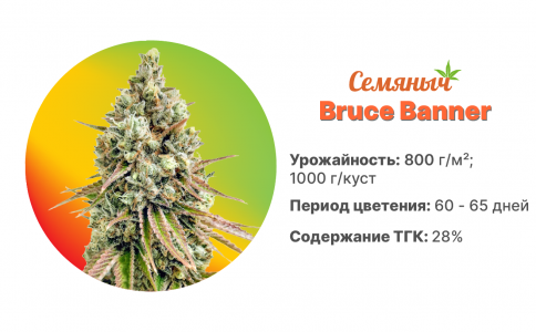 Bruce Banner Bruce Banner