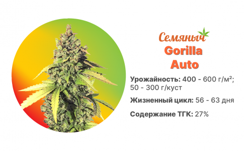 Gorilla Auto Gorilla Auto