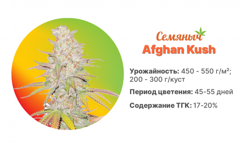 Afghan Kush Afghan Kush