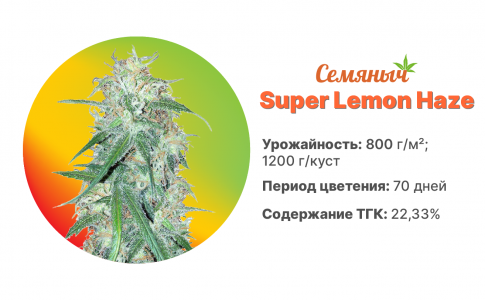 Super Lemon Haze Super Lemon Haze