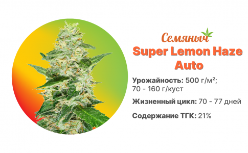 Super Lemon Haze Auto.jpg Super Lemon Haze Auto.jpg