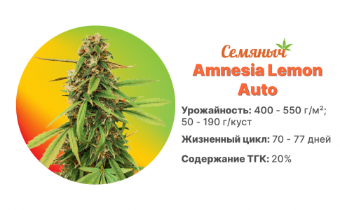 Amnesia Lemon Auto Amnesia Lemon Auto