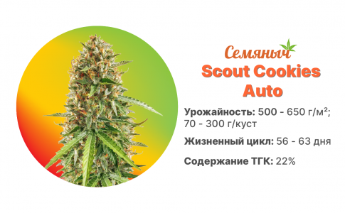 Scout Cookies Auto Scout Cookies Auto