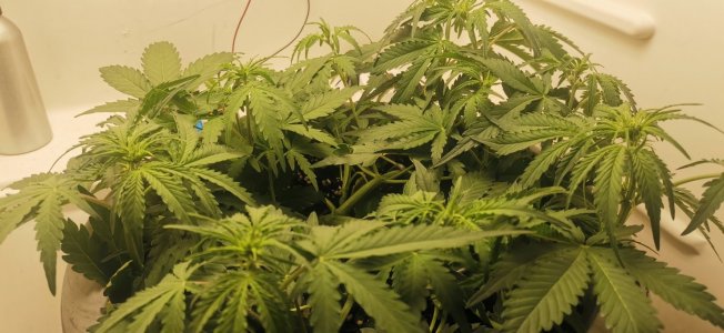 IMG_20231210_225601.jpg IMG_20231210_225601.jpg