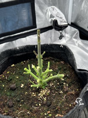 IMG_7524.JPG IMG_7524.JPG