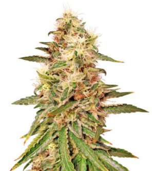 astral.jpg astral.jpg